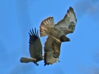 Bussard Kraehe 10